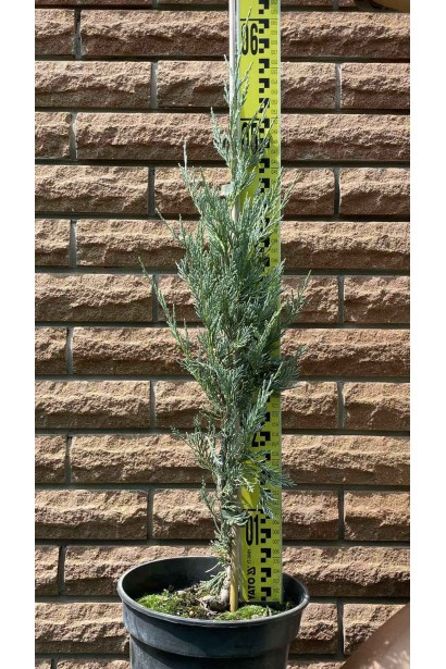 Можжевельник скальный Мунглоу - 3л/вис.30-50см/Ø15-20см